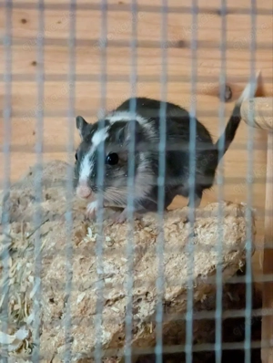 2 Rennmausmädchen abzugeben