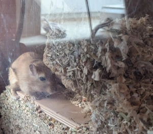 2 Rennmausmädchen abzugeben Bild 2