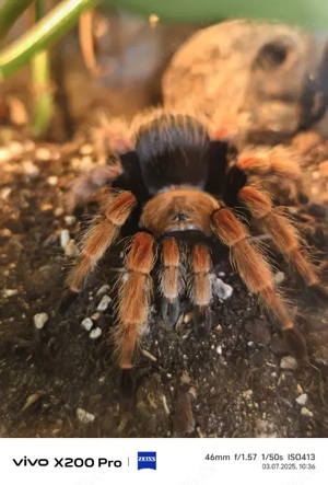 Vogelspinnen adulte Weibchen abzugeben