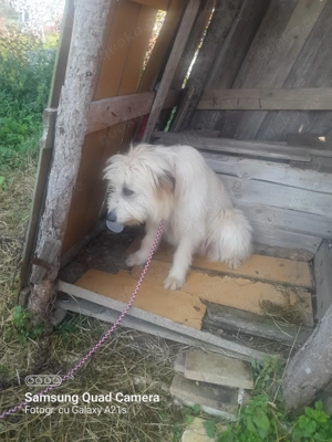 Ada sucht ein tolles Zuhause! Bild 4