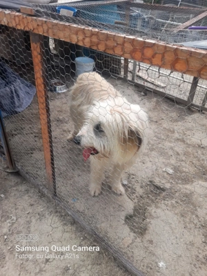 Ada sucht ein tolles Zuhause!