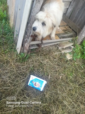 Ada sucht ein tolles Zuhause! Bild 3