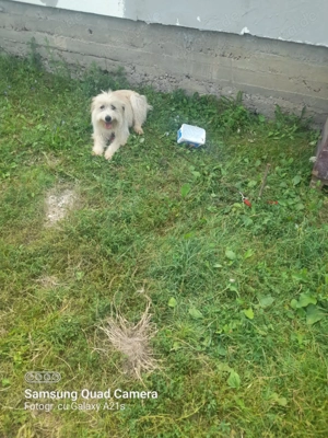 Ada sucht ein tolles Zuhause! Bild 5