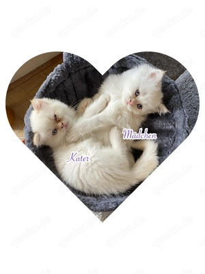 reinrassige, weiße Perserkitten suchen nette Familie, 