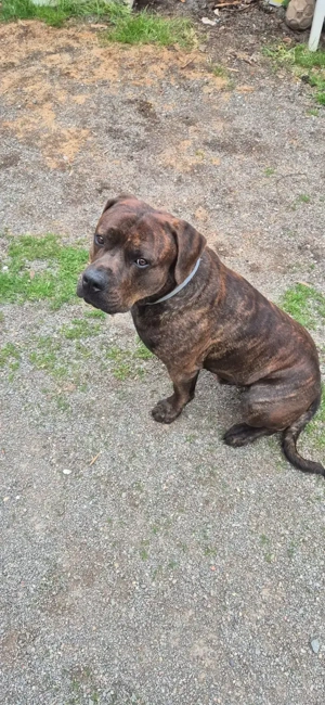 Wunderschöner junger Rüde