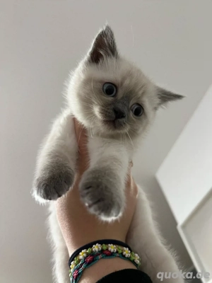 Bkh Kitten ,,Lina   sucht ein liebevolles Zuhause 