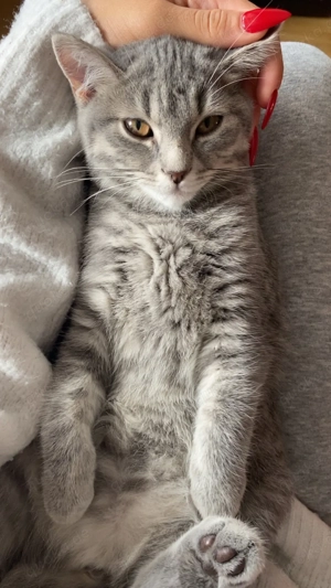 Britisch Kurzhaar Kitten 