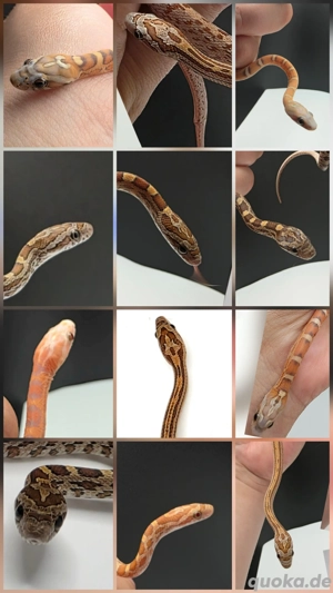 10.1 Scaleless Terrazzo Gelege 