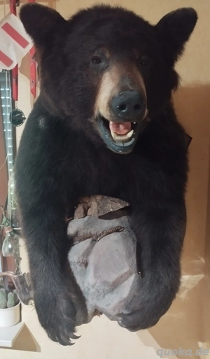 Tierpräparat Kanadischer Schwarzbär