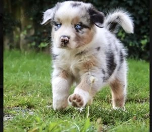 Reinrassige Australian Shepherd Welpen!!