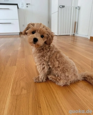 Liebevolle Hündin sucht ein neues Zuhause