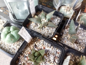 Kakteen, Ariocarpus Ecinofossulocactus