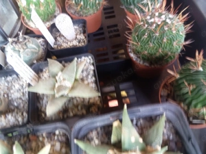 Kakteen, Ariocarpus Ecinofossulocactus Bild 2