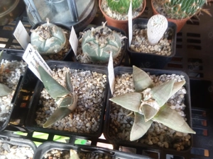 Kakteen, Ariocarpus Ecinofossulocactus Bild 4