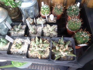 Kakteen, Ariocarpus Ecinofossulocactus Bild 3