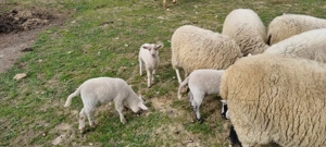 Schafe zu verkaufen Schwarzkopf  Texel Mix