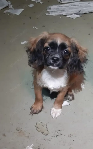 Yana -  kleine reizende Welpen Dame wünscht sich liebevolle Familie 