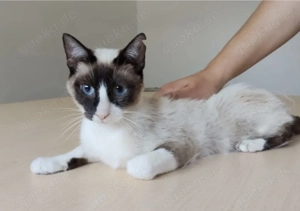 LILÚ- ruhig, menschenbezogen, super lieb