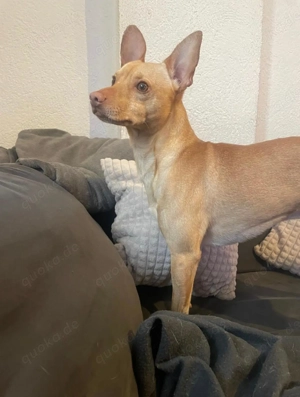 Ein kleiner süsser Pinscher