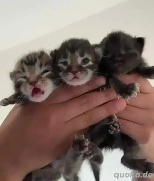 Britisch Kurzhaar und Maine Coon mix kitten abzugeben