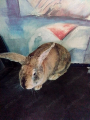 Kaninchen   Deutsche Riesen Mix Bild 2