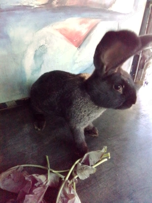Kaninchen   Deutsche Riesen Mix