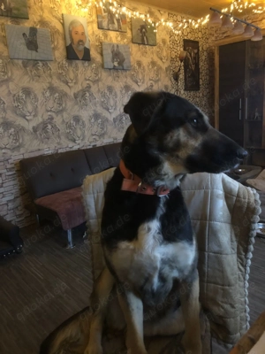 Hündin Maya, Schäferhund-Mix, ca. 2,5 Jahre alt, sucht neues zu Hause