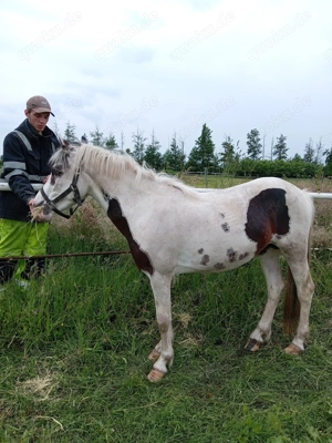 Kl. Deutsches Reitpony  UNIKAT  Bild 3