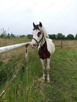 Kl. Deutsches Reitpony  UNIKAT  Bild 2