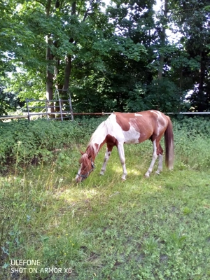 Lewitzer Hengst Original Bild 2