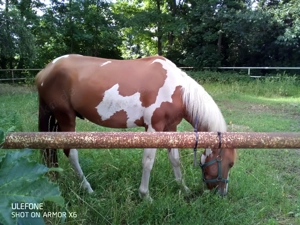 Lewitzer Hengst Original