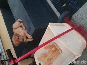 LABRADOR-Welpen, blond u weiss 