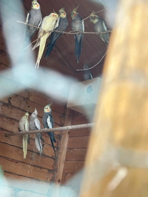 Zwergpapagein Nympfensittige Halzbandsittige