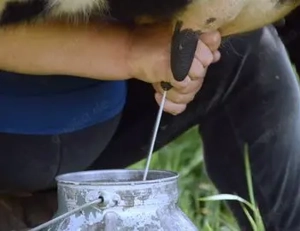 Junge Melkerin gesucht !!