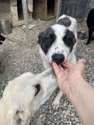 Zaubermaus Betsy auf drei Pfoten