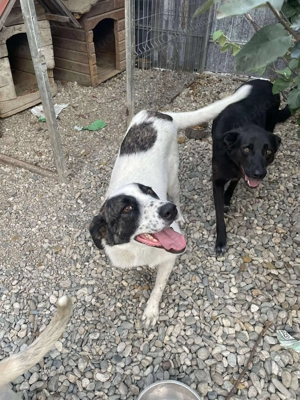 Zaubermaus Betsy auf drei Pfoten