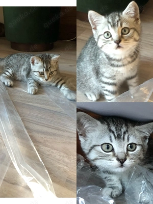 Süßer BKH Kater sucht noch dringend sein für immer Zuhause