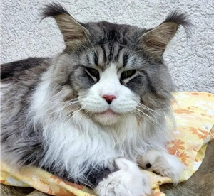 Reinrassige Maine Coon Kitten  XXL