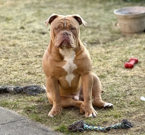 Old English Bulldog Deckrüde   kraftvoll, typvoll, kerngesund | Sunshine Bulls Linie