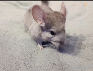 Chinchilla Böckchen Männchen in Hannover geboren im April 2025 