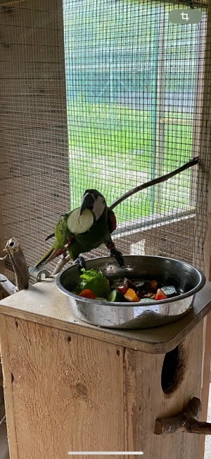 Suche ältere 0.1 ara severa Henne für meinen Hahn