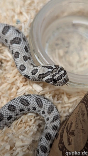 Superarctic Snow, Albino, Axanthic - Heterodon nasicus, Hakennasennatter