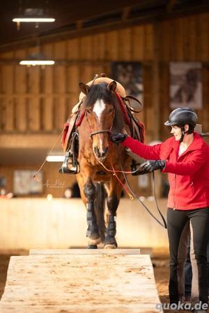 Reitbeteiligung gesucht