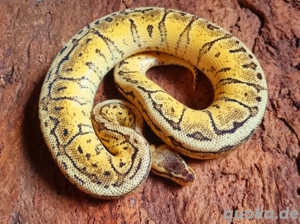 Lemonblast yb Bild 3