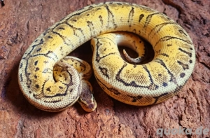 Lemonblast yb Bild 2