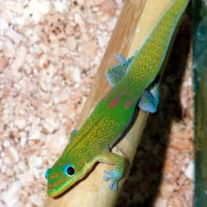 Phelsuma laticauda oder Angularis Gesucht!