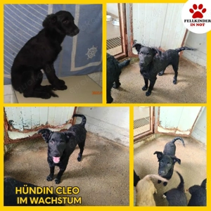 Kleine Cleo sucht ihr Für-Immer-Zuhause oder eine Pflegestelle