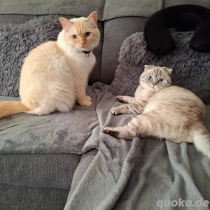 Zwei liebenswerte Katzen wegen Allergie abzugeben 