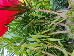 Repräsentative Pflanzen