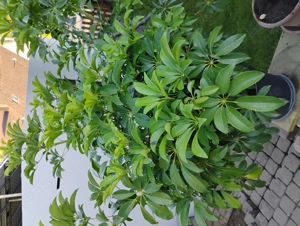 Repräsentative Planze